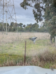 Coracina novaehollandiae