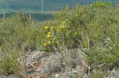 Leucospermum cuneiforme