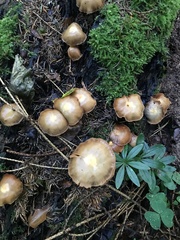 Kuehneromyces mutabilis