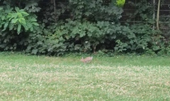 Oryctolagus cuniculus