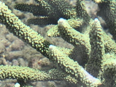 Acropora muricata