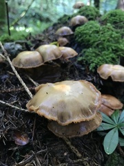 Kuehneromyces mutabilis