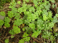 Ellisiophyllum pinnatum