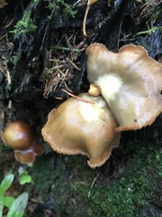 Kuehneromyces mutabilis
