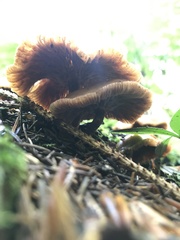 Kuehneromyces mutabilis