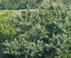 Tarchonanthus littoralis