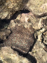 Galaxea fascicularis