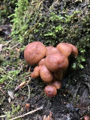 Gymnopus fusipes