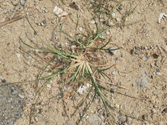 Eleusine indica