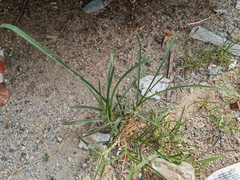 Eleusine indica