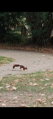 Sciurus vulgaris