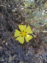 Cistus halimifolius