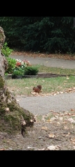 Sciurus vulgaris