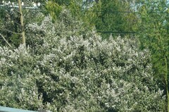 Tarchonanthus littoralis