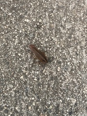 Blattella