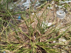 Cyperus compressus