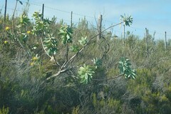 Protea nitida