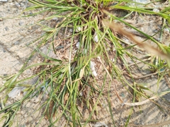 Cyperus compressus