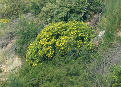 Osteospermum moniliferum
