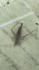 Aphonoides japonicus
