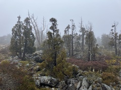 Athrotaxis cupressoides