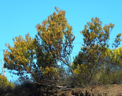 Leucadendron salignum