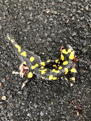 Salamandra salamandra