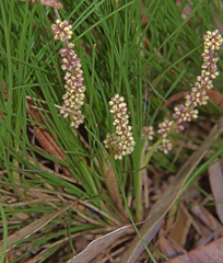 Lomandra glauca