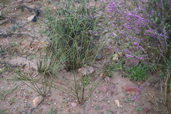 Struthiola dodecandra