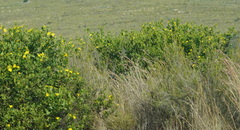Osteospermum moniliferum