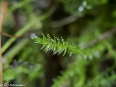Catagoniopsis berteroana