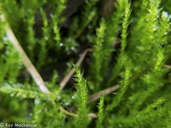 Catagoniopsis berteroana
