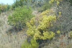 Leucadendron salignum