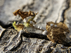 Didymium squamulosum