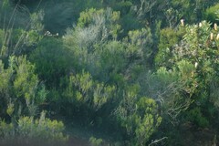 Dicerothamnus rhinocerotis