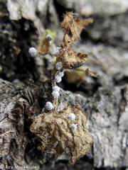 Didymium squamulosum