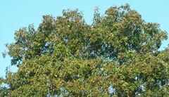 Searsia chirindensis