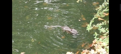 Myocastor coypus