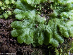 Cryptomitrium tenerum