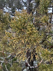 Athrotaxis cupressoides