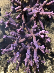Acropora intermedia