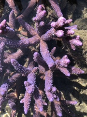 Acropora intermedia