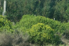 Osteospermum moniliferum