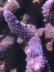 Acropora intermedia