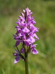 Dactylorhiza