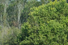 Osteospermum moniliferum