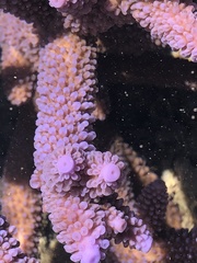 Acropora intermedia