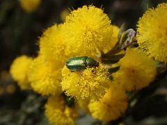 Diphucephala