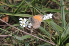 Coenonympha pamphilus