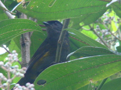 Phainoptila melanoxantha